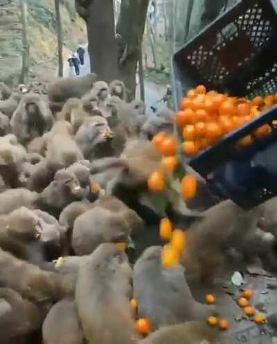 Group of monkeys during feeding time