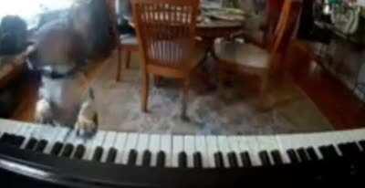 Dog found singing and playing the piano while owners aren't there