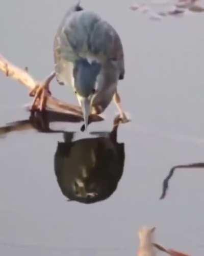 🔥 Heron using a dead bug as fishing bait