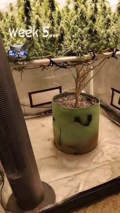 GrowingMarijuana