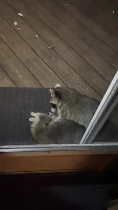 Raccoon Wrestling Federation