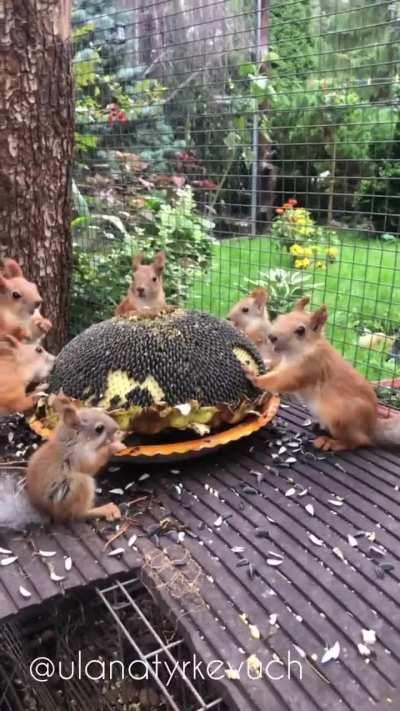 A family of Red Squirrels enjoy a nice meal of sunflower seeds