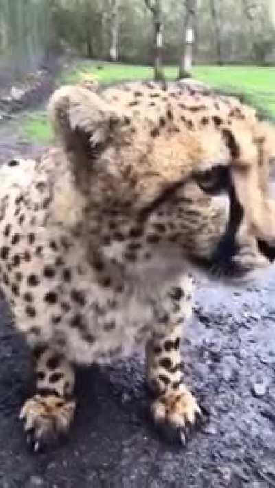 Don't tell me you haven't seen a cheetah chirp before.