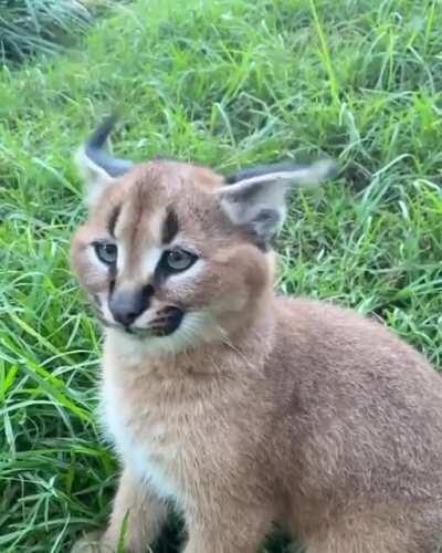 🔥 Caracal ear flick