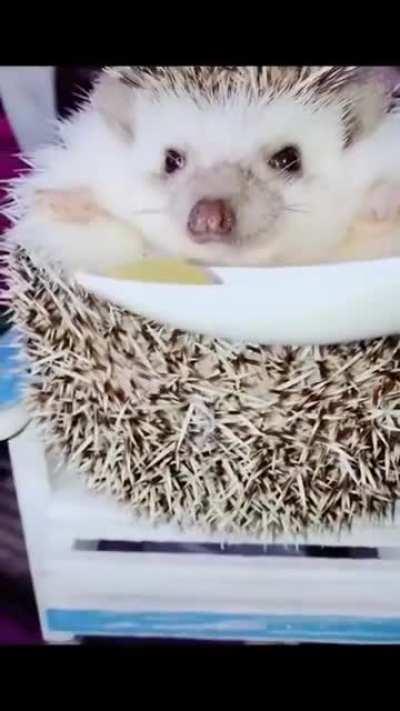 Hedgehog waking to the smell of food