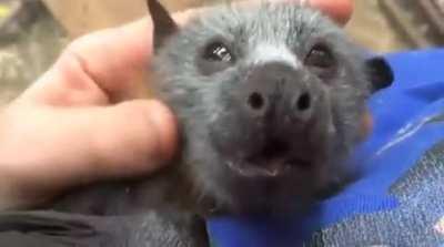 This adorably sweet bat