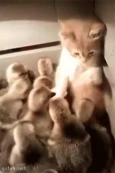 Kitten surrounded by a swarm of ducklings..