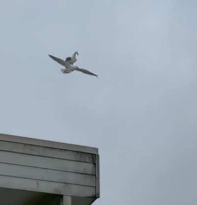 Nothing to see here. Only a seagull riding another seagull, mid-flight