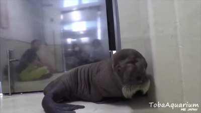 Baby Walrus Barks Until It Gets Tired