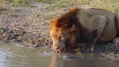 Territorial turtle prefer not to share his waterhole with a lion and a lioness