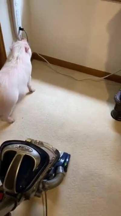 Pig has learnt how to stop that annoying vaccum noise.