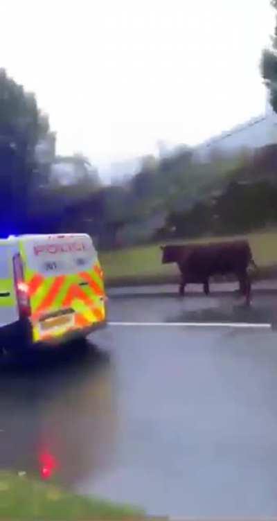 Bull escaped from a slaughterhouse in Perth