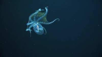 🔥 Vitreledonella richardi [Glass Octopus] - courtesy Schmidt Ocean Institute