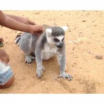 Lemur asks children not to stop cuddling