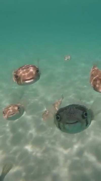 Porcupine fish are cute, but I don't want them all looking at me like this 😳