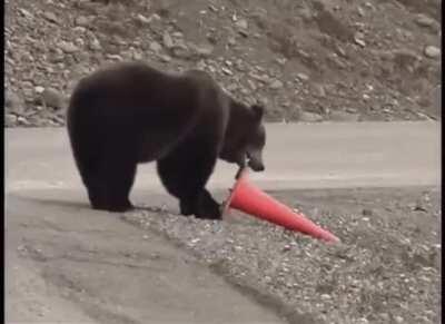 Bear fixes knocked over cone