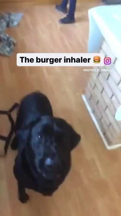 Labradorus Retrivus, inhaler of cheeseburgers, devourer of fast food