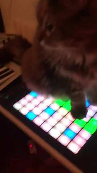 Popular cat musican with his famous track: 