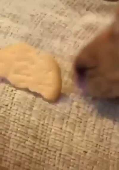 Pup passes his friend half his biscuit