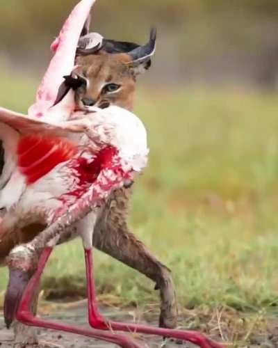 Magnificent caracal catches a flamingo