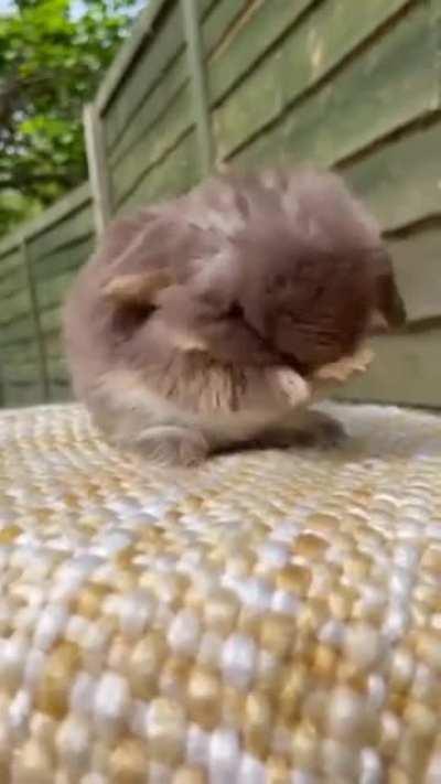 Smol Bunny cleaning itself