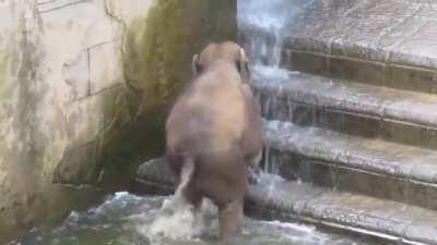 Baby elephant's first bath