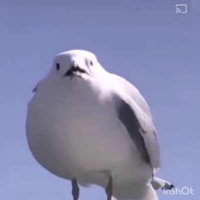 Perfectly Cut Screm