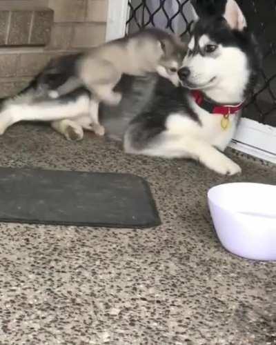 One clumsy husky