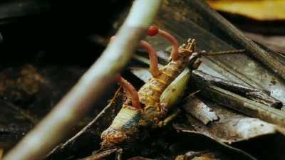 The naturalist Steve Backshall filmed the Cordyceps fungus acting on insects in a village in Bhutan. The same species of fungus is depicted in the HBO Max series &quot;The Last of Us&quot;