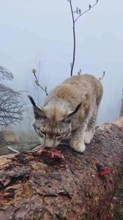 Meeting a Lynx in the Harz Mountains