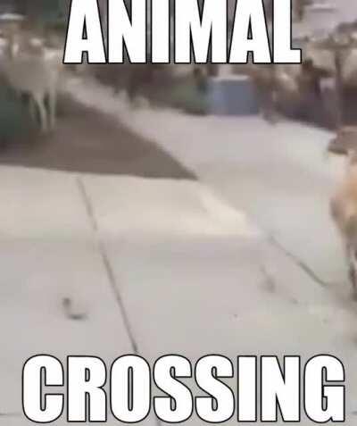 Me when animals cross (idk never played the game)