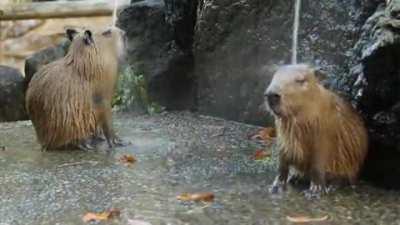 Capybaras treat themselves to a relaxing spa day at a hot springs in Japan