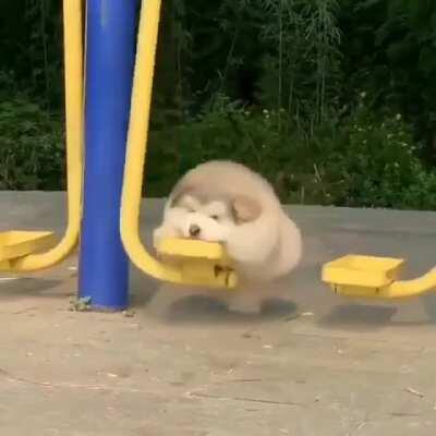 Dog Swinging