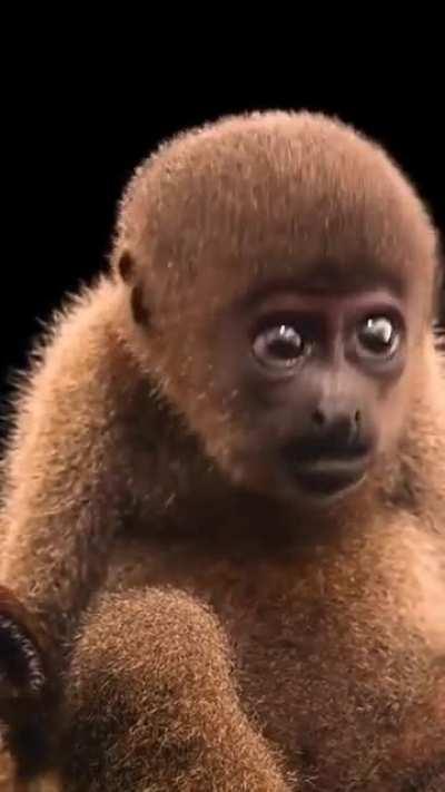 🔥 A wooly monkey. There are only about 1, 000 of them left in the world