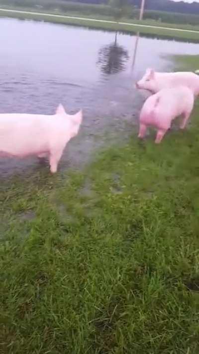 Ridiculously happy Pigs, running in and out of the water during the recent flooding.