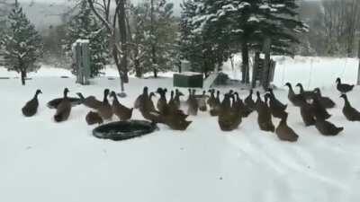 Please enjoy these ducks changing their minds