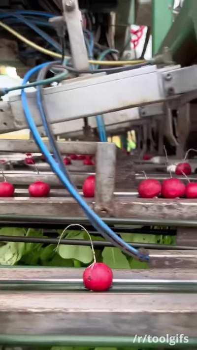 Harvesting and bunching radishes