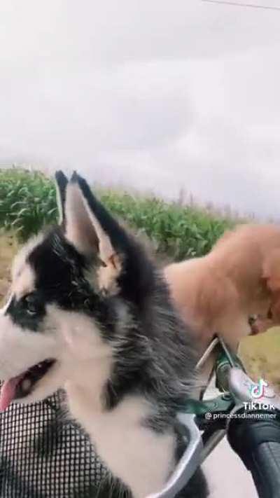 Puppies getting a ride on a bike