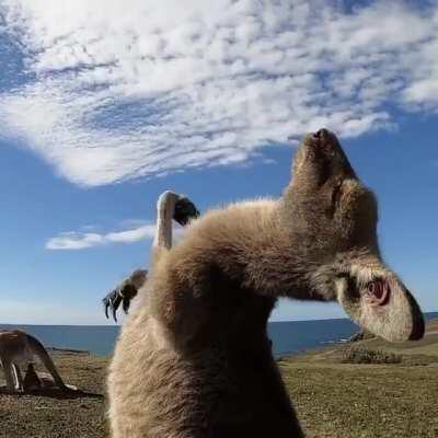 This kangaroo is loving life, enjoying a good old fashioned tummy tickle in the sun