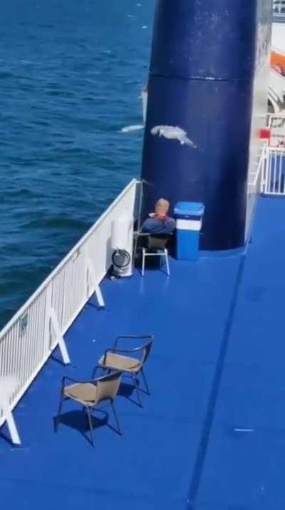 A Seagull bizarrely annoying a guy trying to read a book.