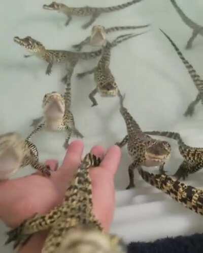 These baby Cuban Crocodiles sound exactly like laser guns!