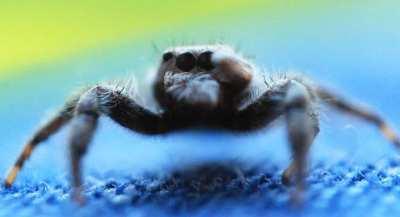 Why do jumping spiders do this?