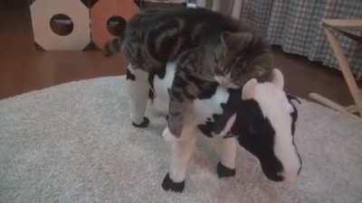 Maru and his cow bed...