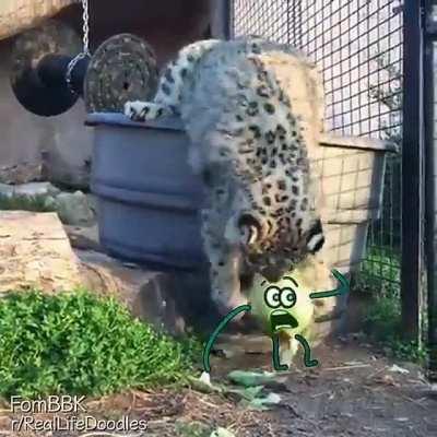 Snow Leopard Assaults An Innocent Cabbage