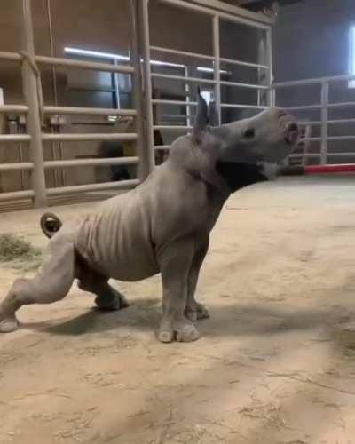 Baby rhino loves a good brushing.