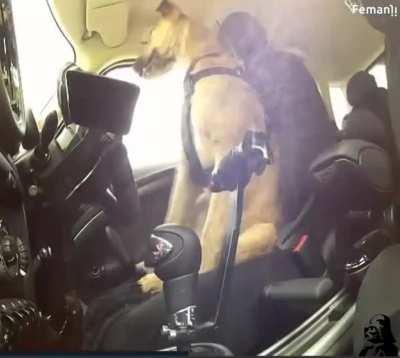 People have trained dog to drive vehicles