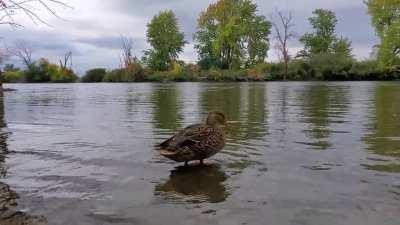 A ducky near Mud Lake