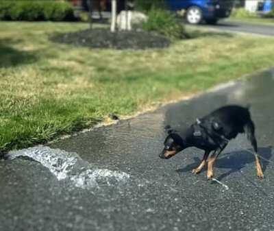 The perseverance of this pinscher [OC][A]