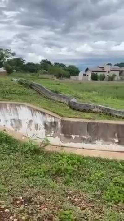 🔥 This Giant anaconda spotted in Bonito, Brazil