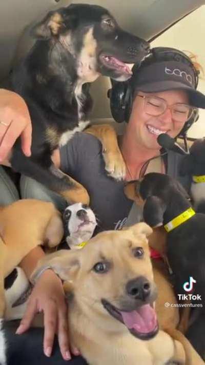 I packed 23 puppies and 3 passengers into my Cirrus for TikTok clout. Am I still part 91 compliant?